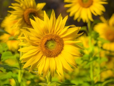 doğada renkli ayçiçeği