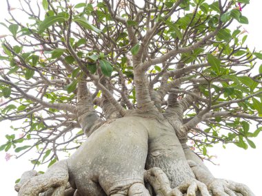 adenium obesum ağacı olarak da bilinen çöl gül, 