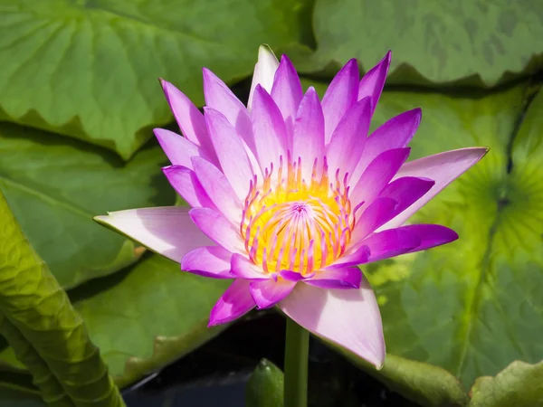 Beautiful pink lotus flower — Stock Photo, Image