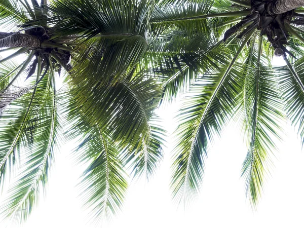 Kokosnoot boom en leaf op witte — Stockfoto