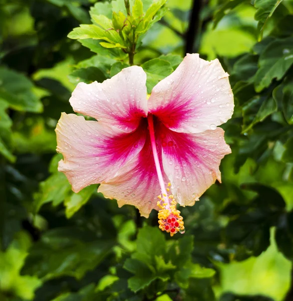 雨の後のハイビスカスの花 — ストック写真