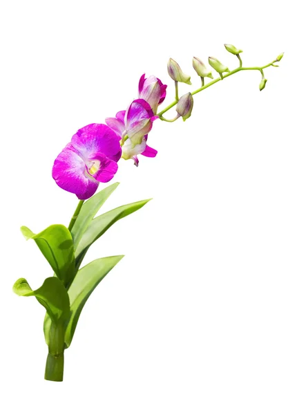 Orchideenblumen auf dem Bauernhof — Stockfoto