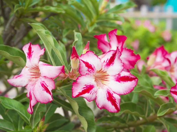 Adenium obesum 나무 라고도 사막 장미, — 스톡 사진