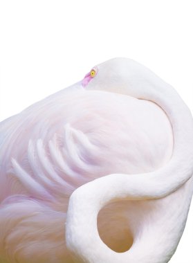 gevşeme flamingo üzerinde beyaz izole