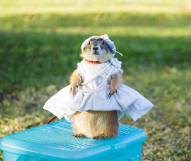 Çayır köpeği'ni bir remake