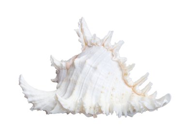 beyaz deniz kabuğu üzerinde beyaz izole