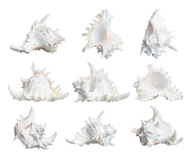 beyaz deniz kabuğu üzerinde beyaz izole