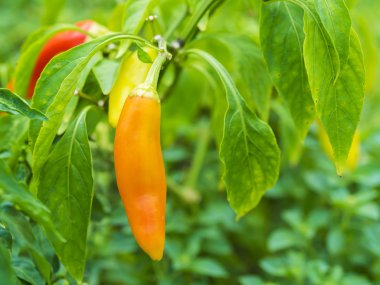 organik çiftlik olgun biber