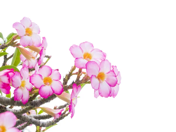 Árvore de Adenium obesum também conhecida como Desert Rose — Fotografia de Stock