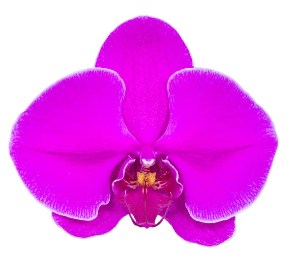 Orquídea colorida aislada en blanco — Foto de Stock