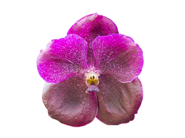 Hermosa flor de orquídea — Foto de Stock