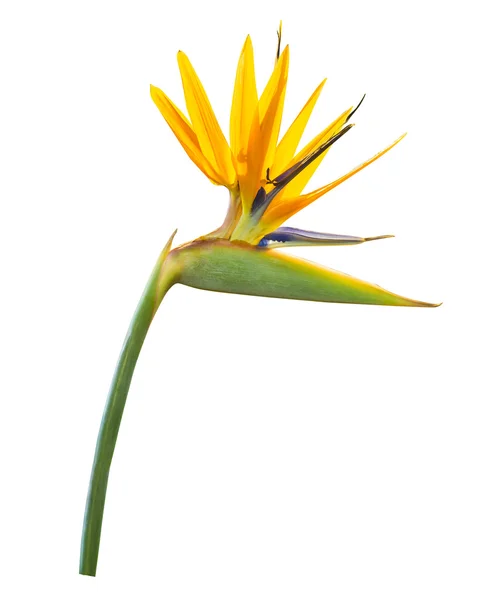 Yellow heloconia flower isolated — Stock Photo, Image