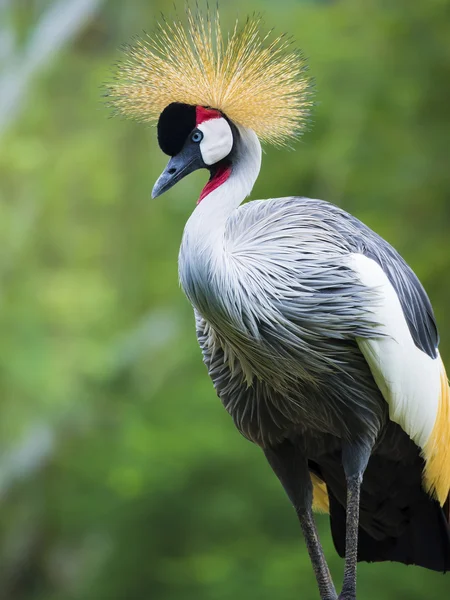 Beautiful Grey Crowned Crane bird — Stock Photo, Image