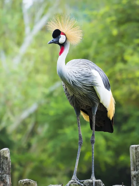 Piękny Grey Crowned Crane Bird — Zdjęcie stockowe