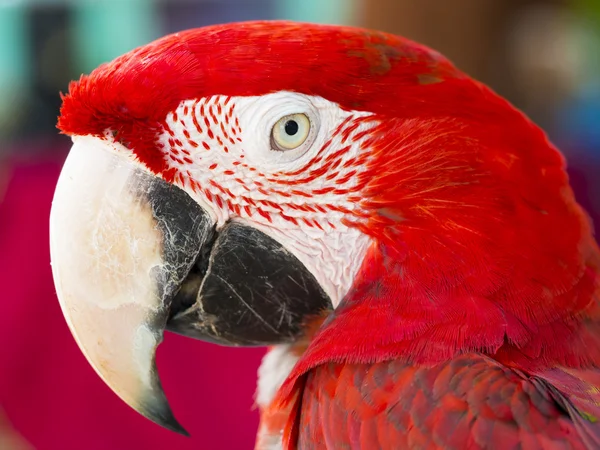 Close up shot on eye of red macaw — Stock Photo, Image