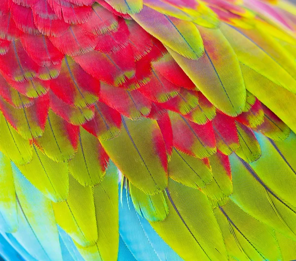 화려한 깃털의 클로즈업 — 스톡 사진