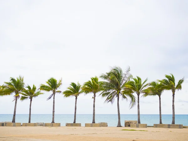 Cocoteros en la orilla del mar —  Fotos de Stock