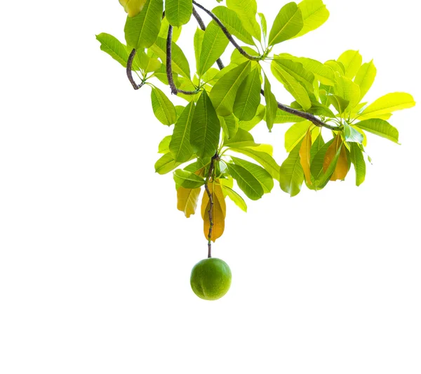 Árbol suicida con hojas aisladas sobre fondo blanco —  Fotos de Stock