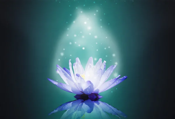 Blauwe water lotus op magisch licht — Stockfoto
