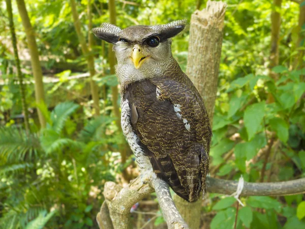 Portrait of Horned Owl looking at the camera, — Stock Photo, Image