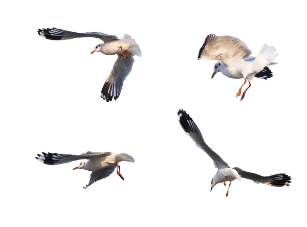 Ações de gaivota voadora isoladas em branco — Fotografia de Stock