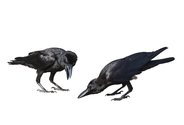 Crow isolerad på vit bakgrund — Stockfoto