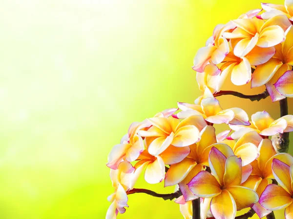 Colorful plumeria flower on green grass — Stock Photo, Image