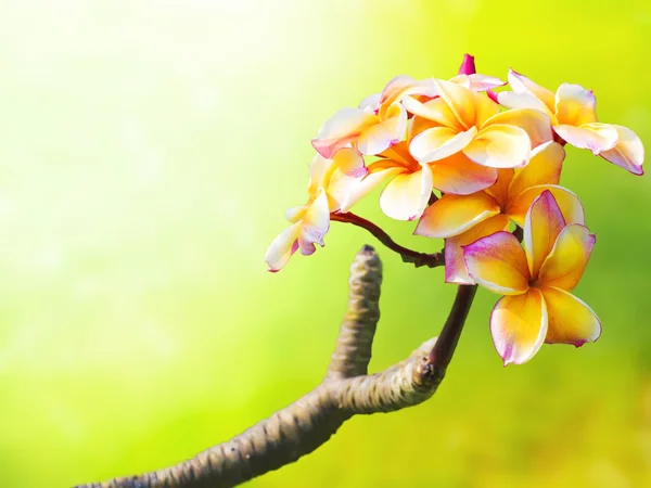 Plumeria colorida flor sobre hierba verde —  Fotos de Stock