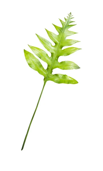 Grünes Farnblatt isoliert auf weiß — Stockfoto