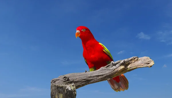 Gros plan sur l "œil d'un perroquet à aras rouge — Photo