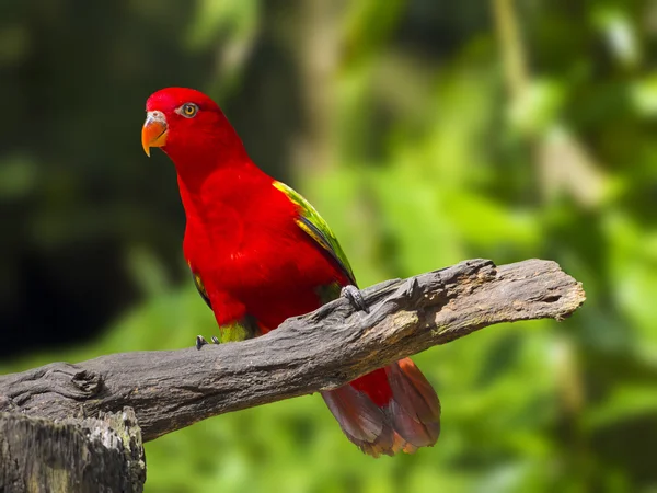 Крупним планом знімок на очах птаха папуги червоного макави — стокове фото