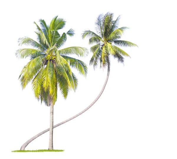 Кокосове дерево ізольоване на білому — стокове фото