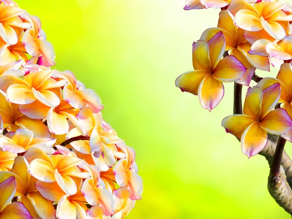 Színes plumeria virág, zöld fű — Stock Fotó