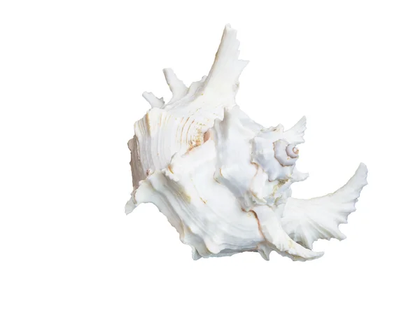 Beyaz deniz kabuğu üzerinde beyaz izole — Stok fotoğraf
