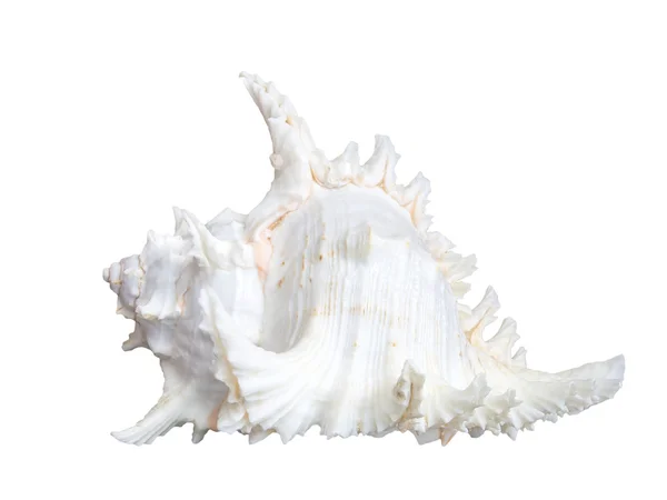 Concha marina blanca aislada en blanco — Foto de Stock