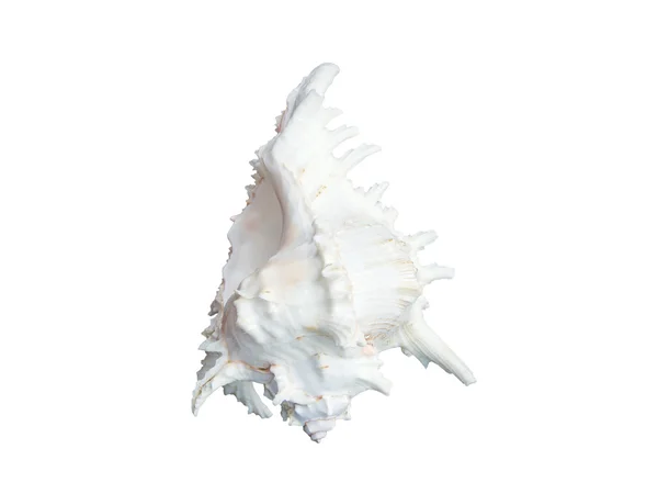 Witte zeeschelp geïsoleerd op wit — Stockfoto