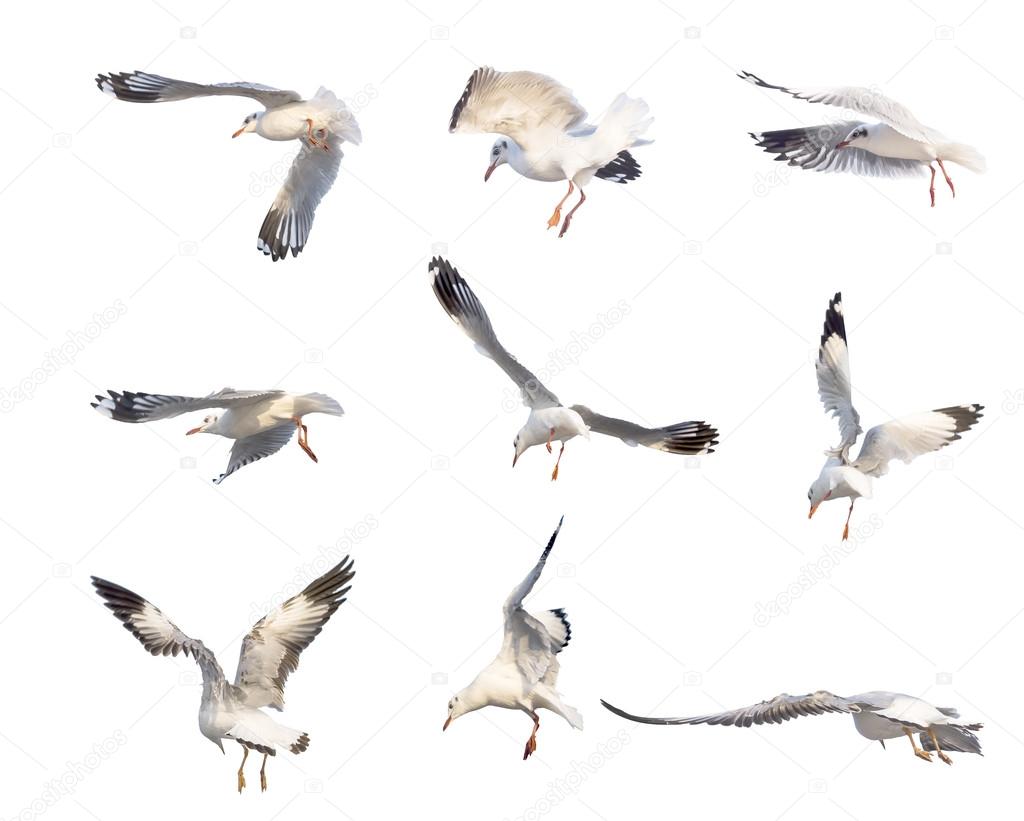 flying seagull actions isolated on white