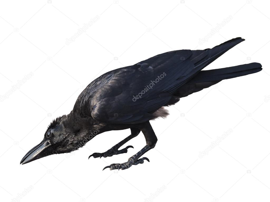 single crow isolated on white