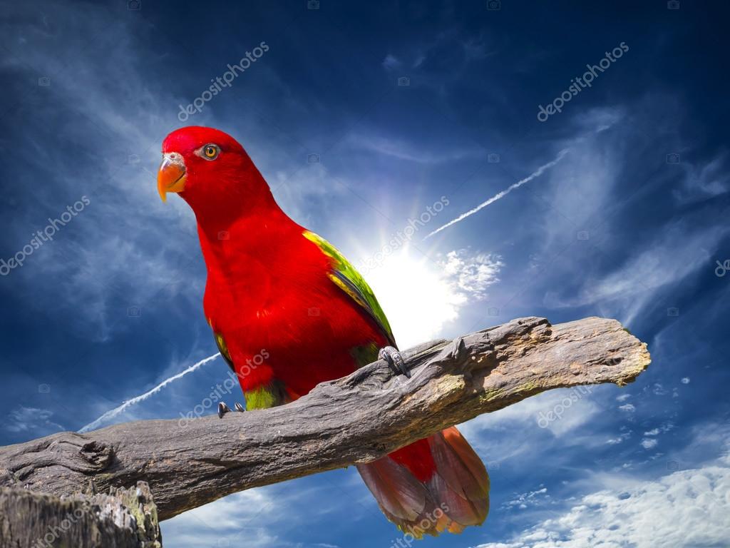 Gros Coup Sur Le œil Doiseau Perroquet Ara Rouge
