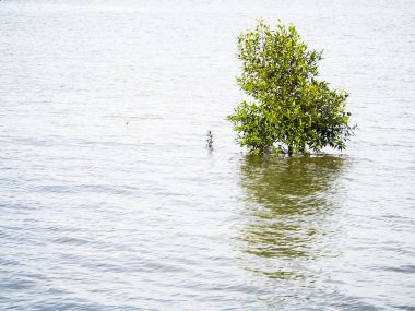 küçük mangrov ağaç deniz kenarı 