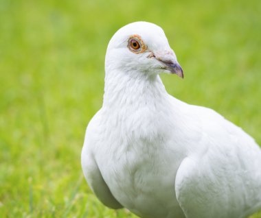 Beyaz Güvercin kuşu ayakta yeşil çimenlerin üzerinde