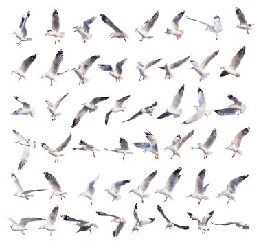 uçan martı eylemler üzerinde beyaz izole 