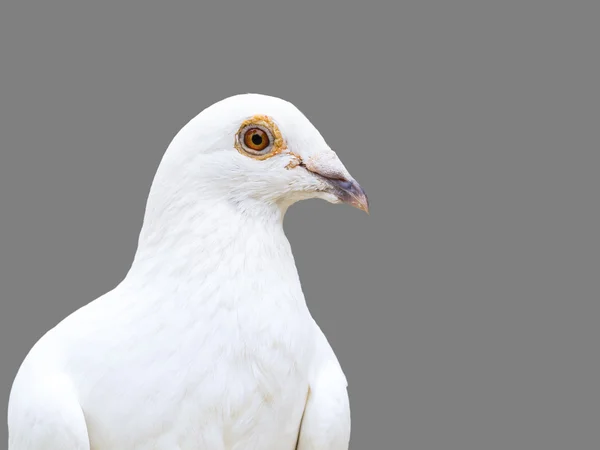 Weiße Taube isoliert auf 50 Prozent grau — Stockfoto