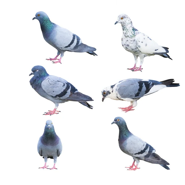 Ptaki gołąb na białym tle — Zdjęcie stockowe