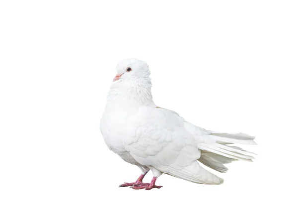 Duif vogel geïsoleerd op wit — Stockfoto