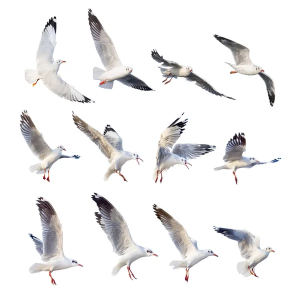 uçan martı eylemler üzerinde beyaz izole 