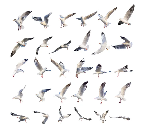 Flying seagull actions isolated on white — Stock Photo, Image