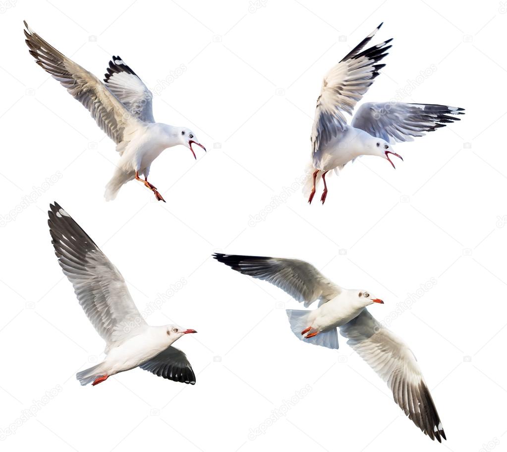 flying action of seagull
