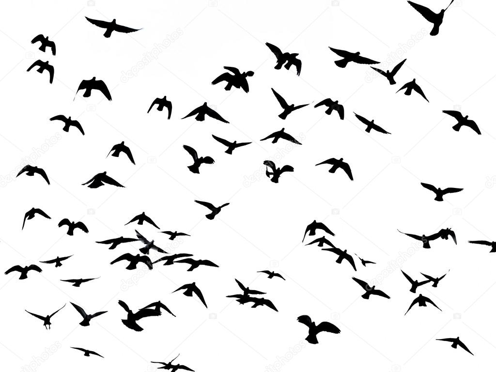 silhouette of flying birds on white