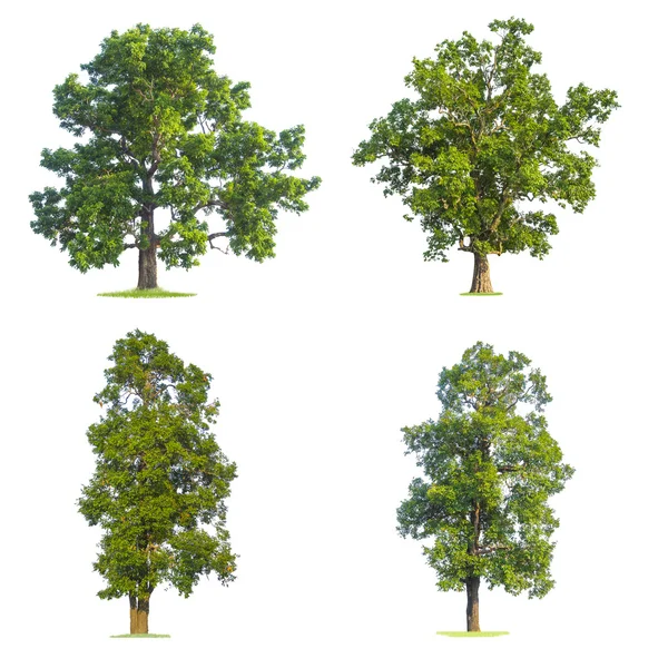 Stora gröna träd isolerade vit — Stockfoto